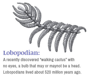 Lobopodian